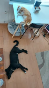 MIilitsa Chervenkova cat and dog