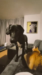 Mila Chervenkova with her dog Kai and her cat Goldie